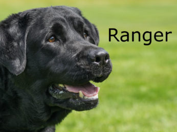 Ranger