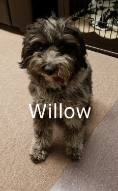 Willow